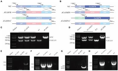 Roles of CcDFR and CcOMT9 in the cyanidin biosynthesis and development of Cordyceps cicadae